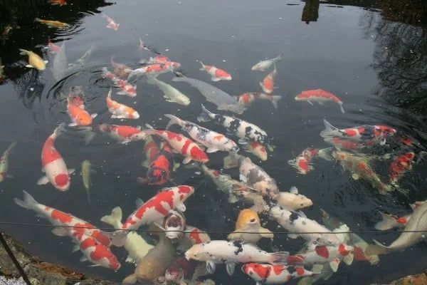 Full Pond Design